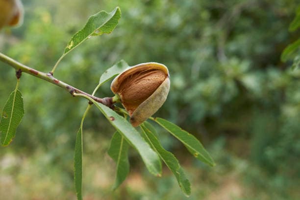 تصویر 3 از خرید بادام درختی منقا + فروش ویژه
